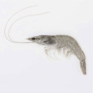 WHOLE / HOSO COOKER, DISTRIBUTION AND RETAIL QUALITY